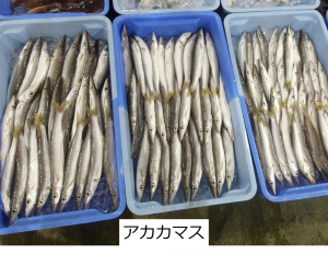アカカマス