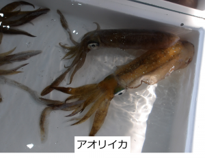 アオリイカ