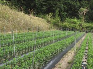 圃場で栽培されている小ギクの様子