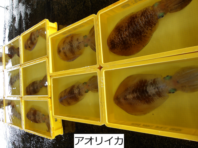 アオリイカ