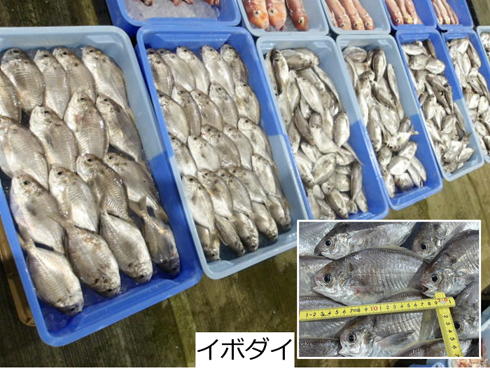 イボダイ