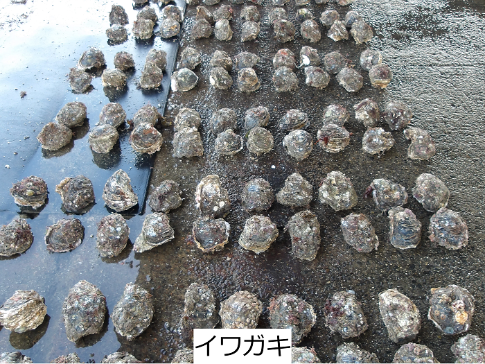 イワガキ