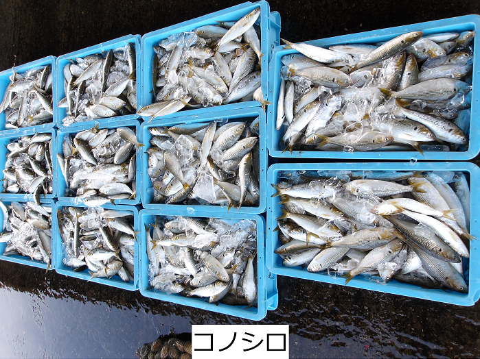 コノシロ