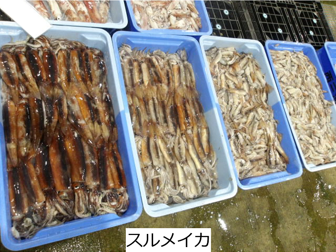 スルメイカ