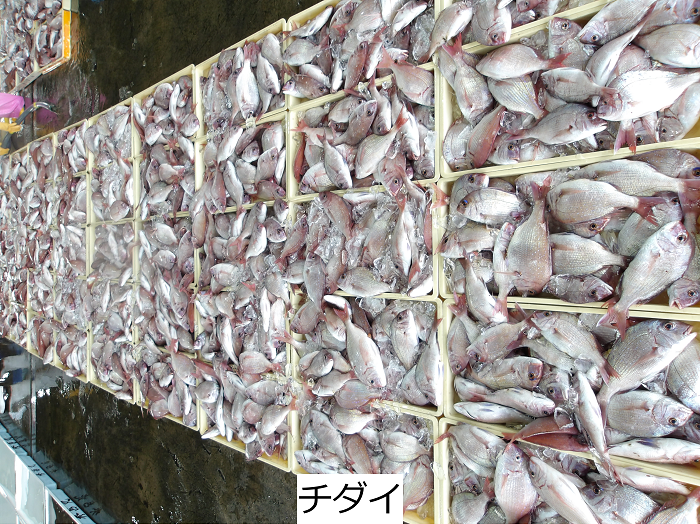 チダイ