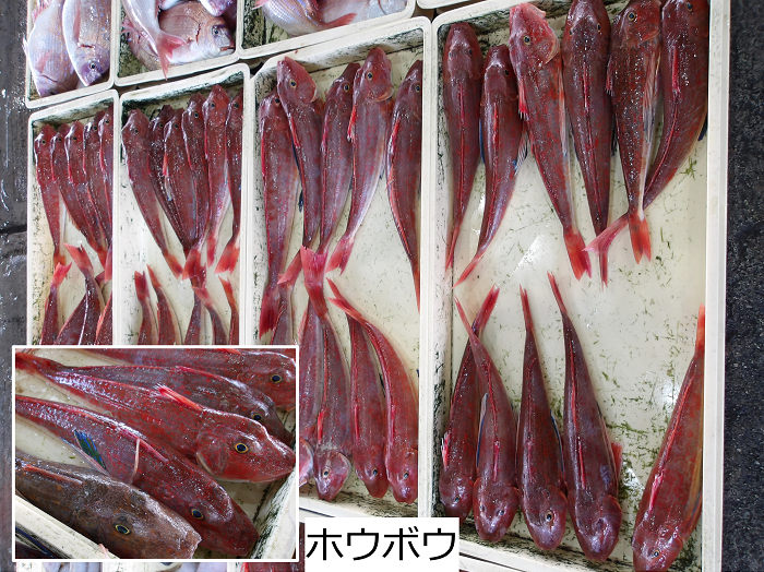 ホウボウ
