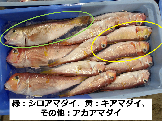 シロアマダイ・キアマダイ・アカアマダイ