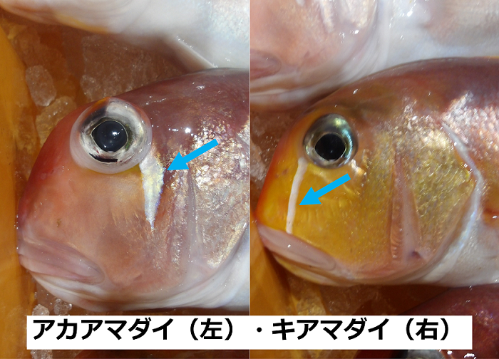 アカアマダイ・キアマダイの違い