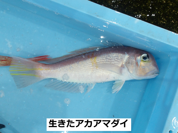 生きたアカアマダイ