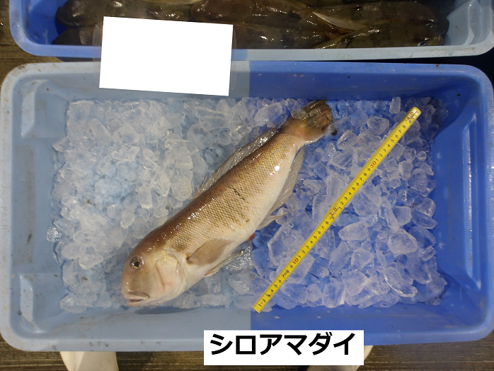 シロアマダイ