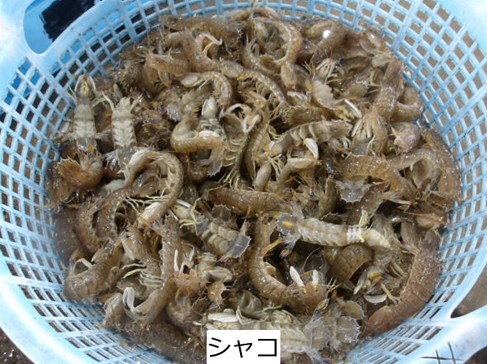 シャコ