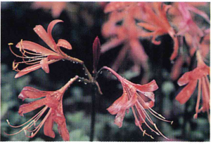 オオキツネノカミソリ