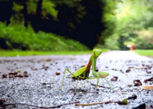 カマキリの画像