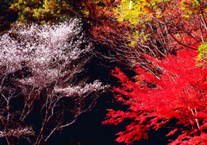 森林公園 もみじと桜