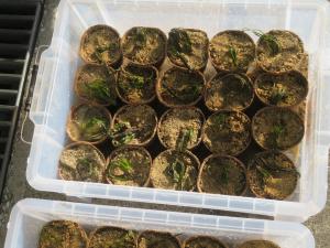 作成したポット苗