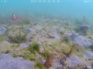 コロイダル法ー片名