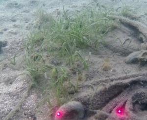 麻袋法ー佐久島