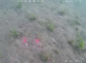 ポット法ー佐久島ー高密度