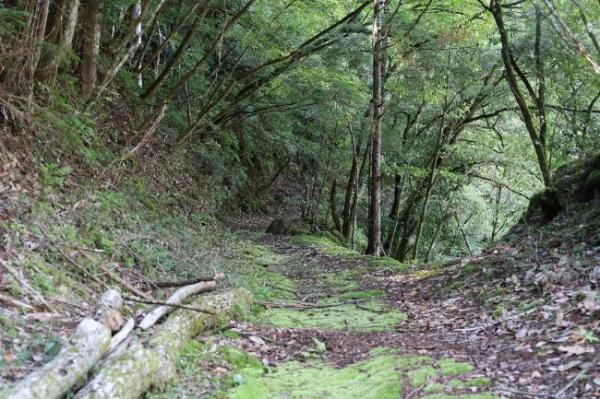 山の中の軌道敷跡