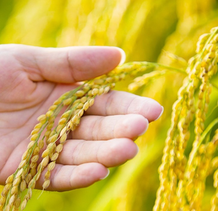 ブランド米「愛ひとつぶ」画像１