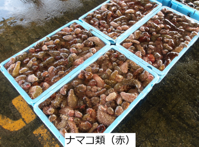 ナマコ類（赤）