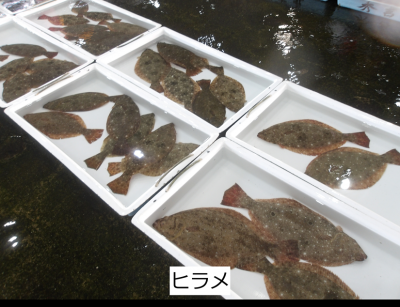 ヒラメ