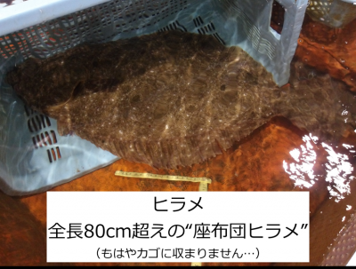 ”座布団”ヒラメ