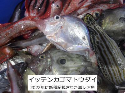 イッテンカゴマトウダイ