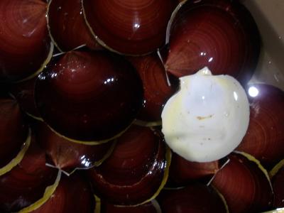 ツキヒガイ（２）