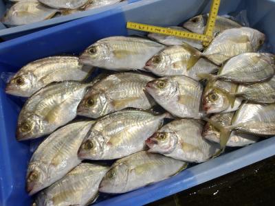 カイワリ（２）