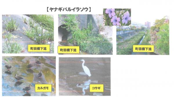 植田川の様子