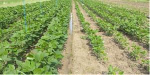 播種後40日の大豆の様子