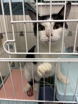 おかあにゃん１