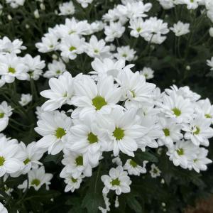 あいむジャガー