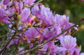 コバノミツバツツジ