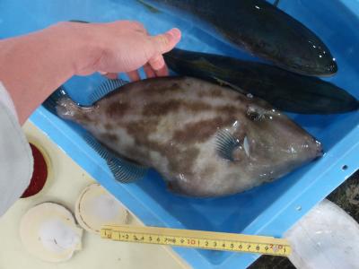 ウマヅラハギ(1)