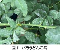バラの葉につく病害「うどんこ病」
