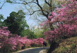 コバノミツバツツジ