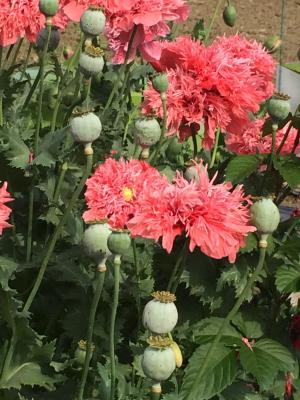 ソムニフェルム