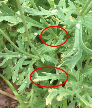 植えてもいいけし