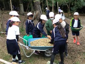 ウッドチップの散布による学校林の整備