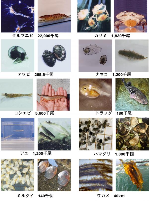 栽培漁業センターで生産している魚種の写真と生産計画数量