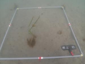 粘土法・佐久島DL-1・12月