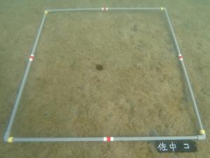 12月・佐久島DL-2・コロイダルシリカ法