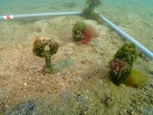 12月・佐久島DL-2・麻袋法