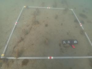 12月・麻袋法・片名A