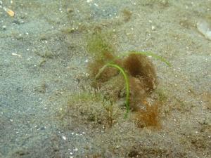 12月・ポット法・片名A