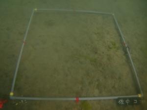 3月・コロイダルシリカ法・佐久島DL-2