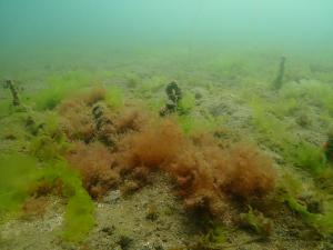 3月・麻袋法・佐久島