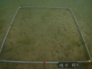 3月・ポット法・佐久島低密度